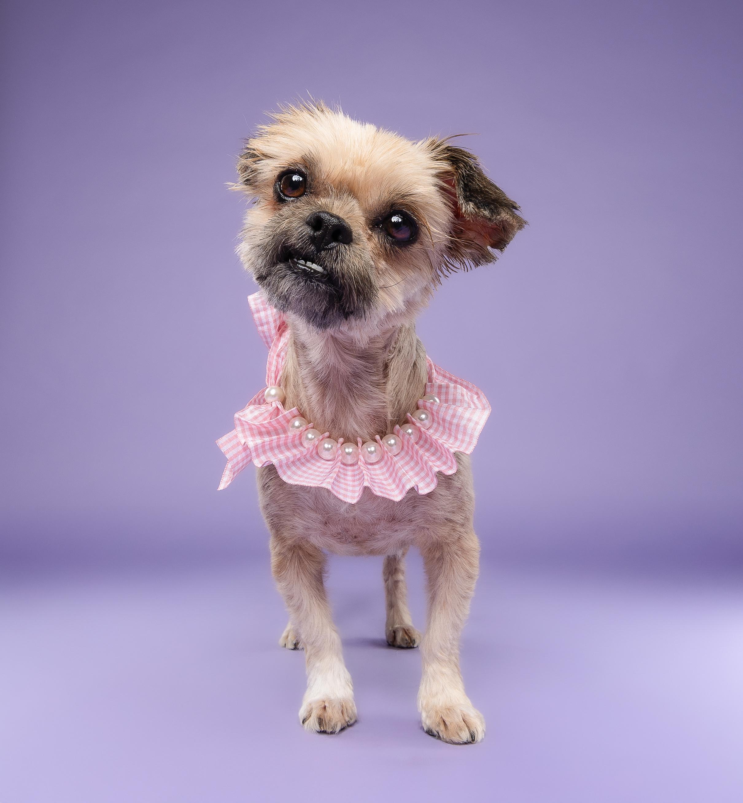 Cha-Cha, an adopted mixed breed in Loxahatchee, FL image 5/6