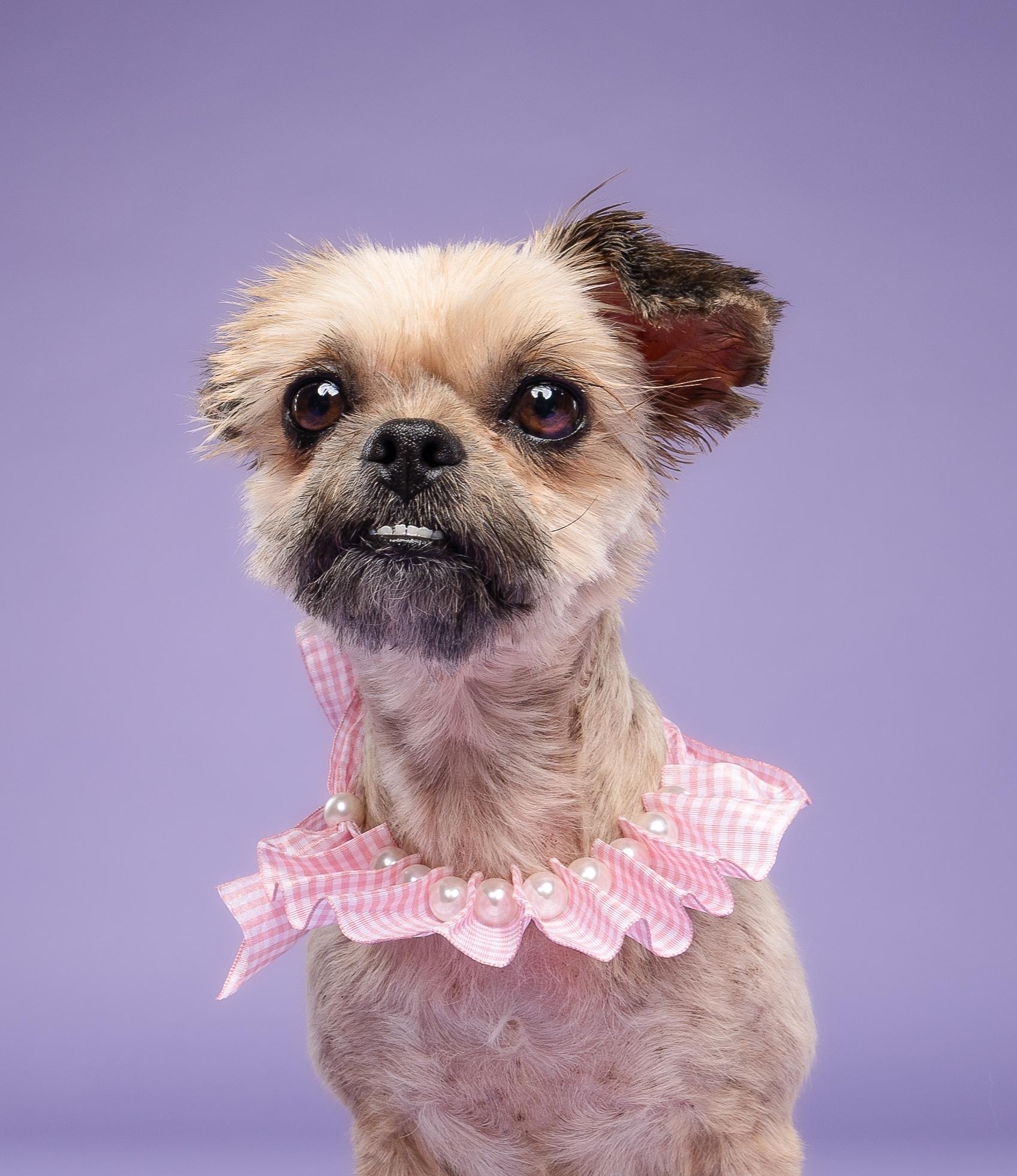 Cha-Cha, an adopted mixed breed in Loxahatchee, FL image 6/6