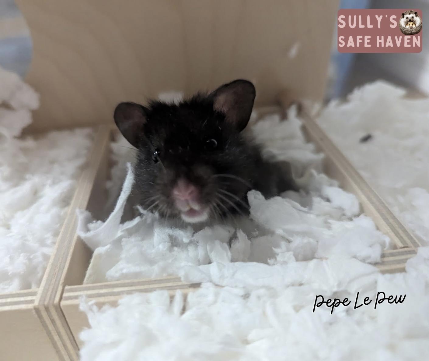 Pepe Le Pew, a Adopted Hamster in Edgewood, WA image 3/3