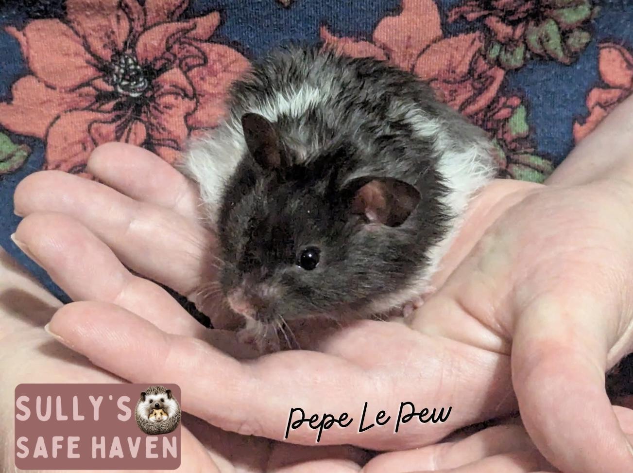 Pepe Le Pew, Adopted, Young Male Hamster.