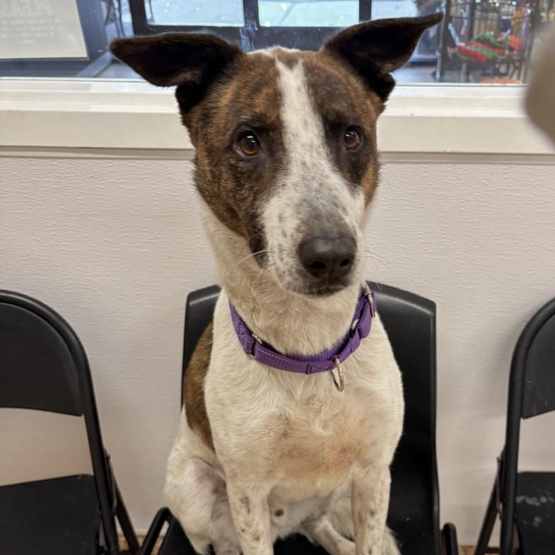 Texas, Adoptable, Adult Male Cattle Dog & Retriever.