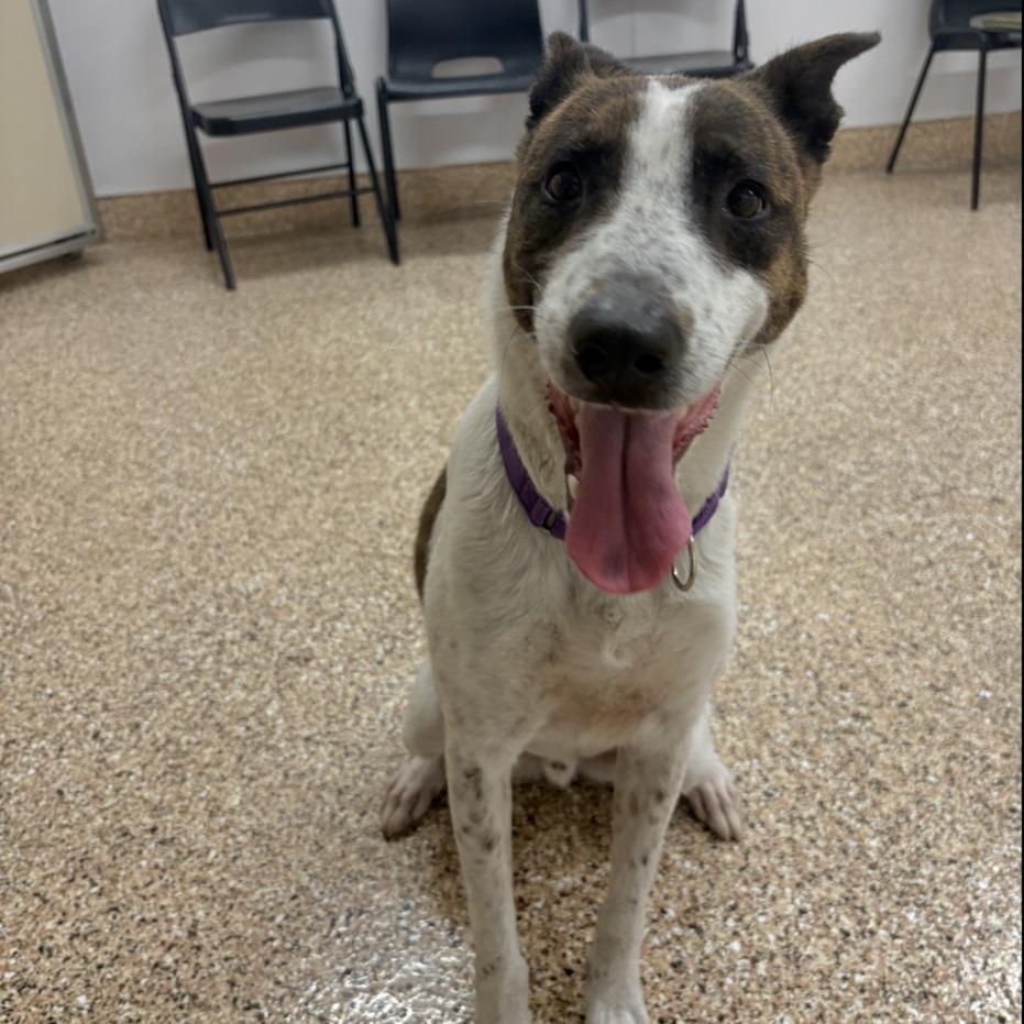 Enlarge Texas, a Adoptable mixed breed in Tempe, AZ image 3/6