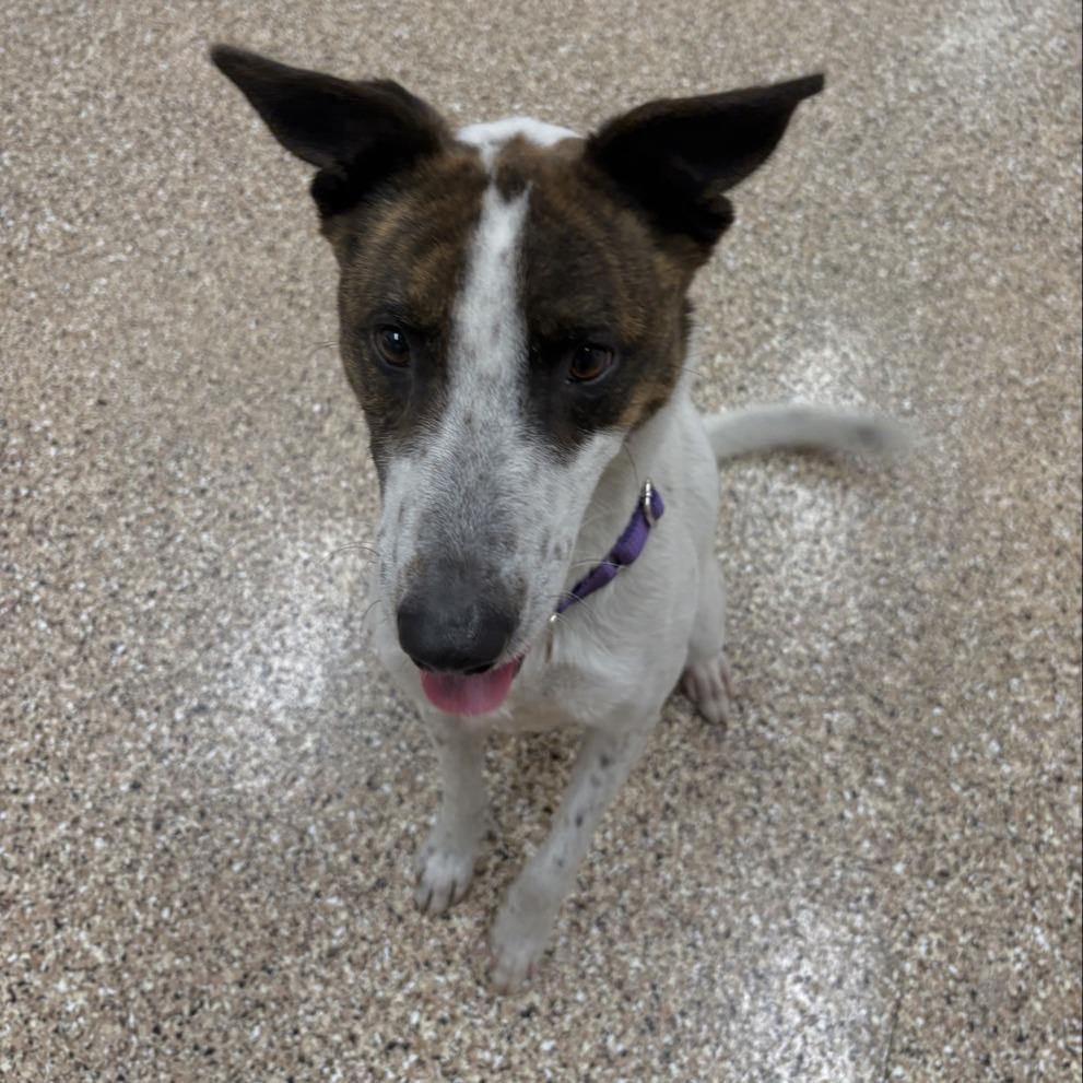 Enlarge Texas, a Adoptable mixed breed in Tempe, AZ image 4/6