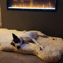 Enlarge Texas, a Adoptable mixed breed in Tempe, AZ image 5/6