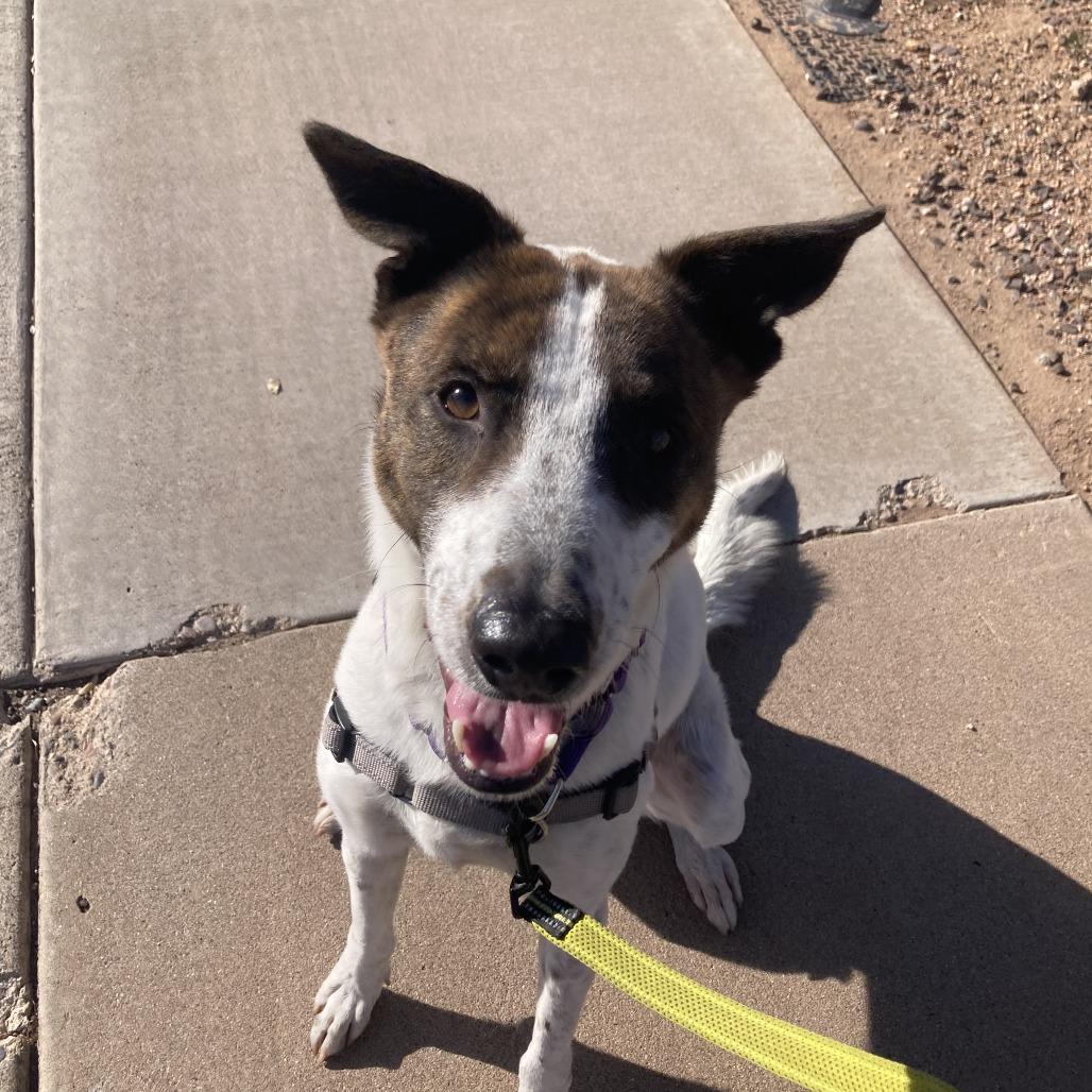 Enlarge Texas, a Adoptable mixed breed in Tempe, AZ image 6/6