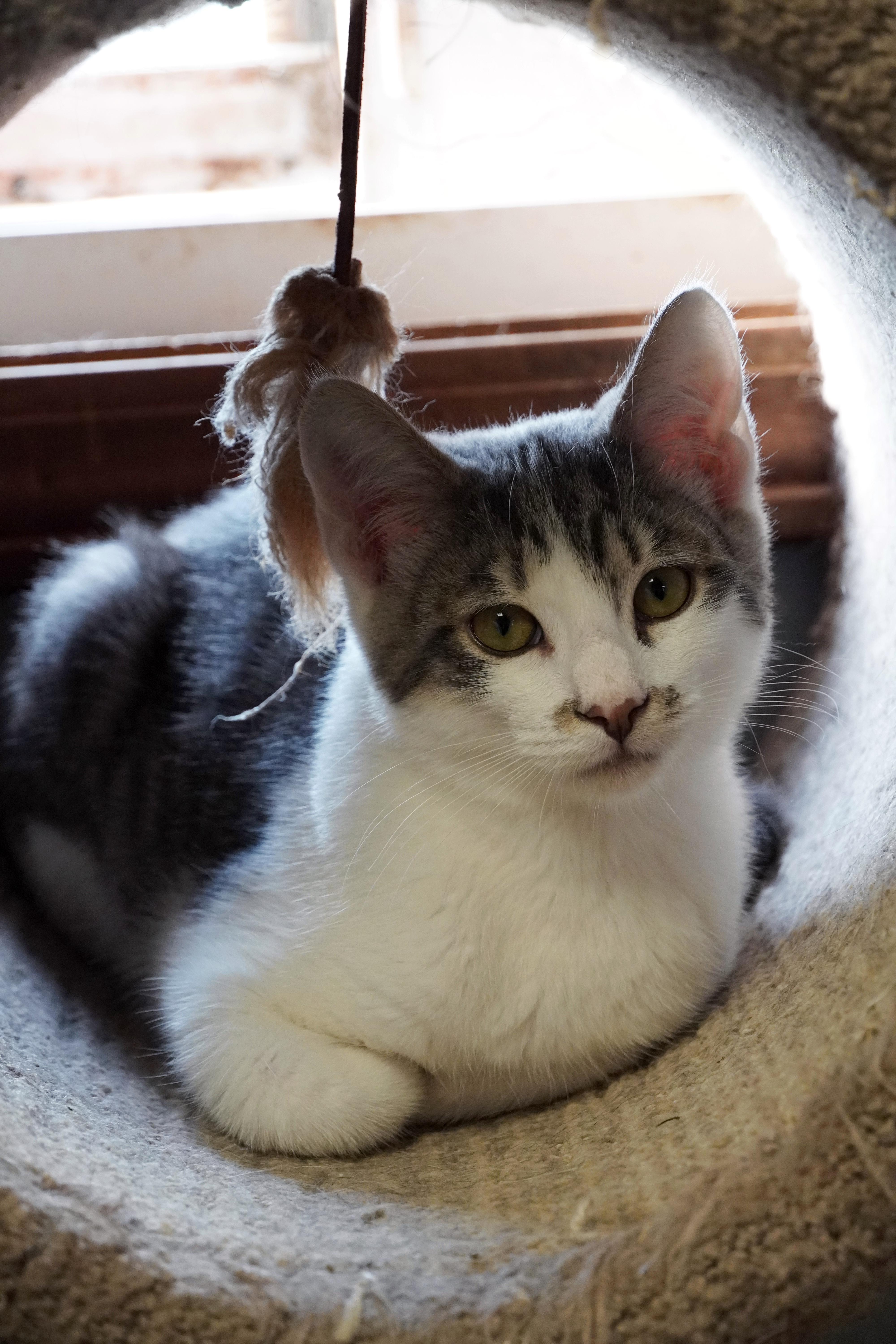 Enlarge Beep, a Adopted mixed breed in Hershey, PA image 1/6