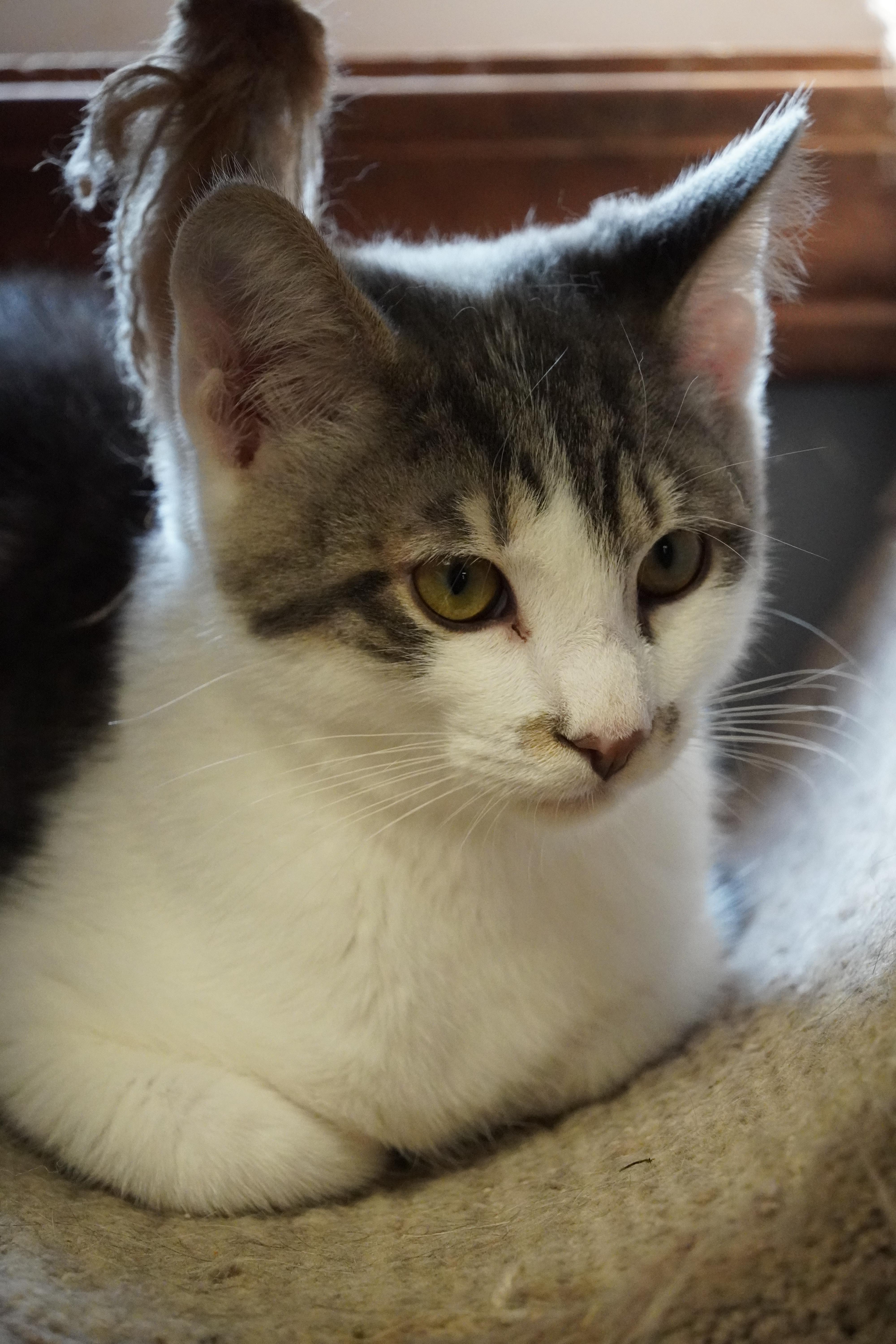 Enlarge Beep, a Adopted mixed breed in Hershey, PA image 2/6