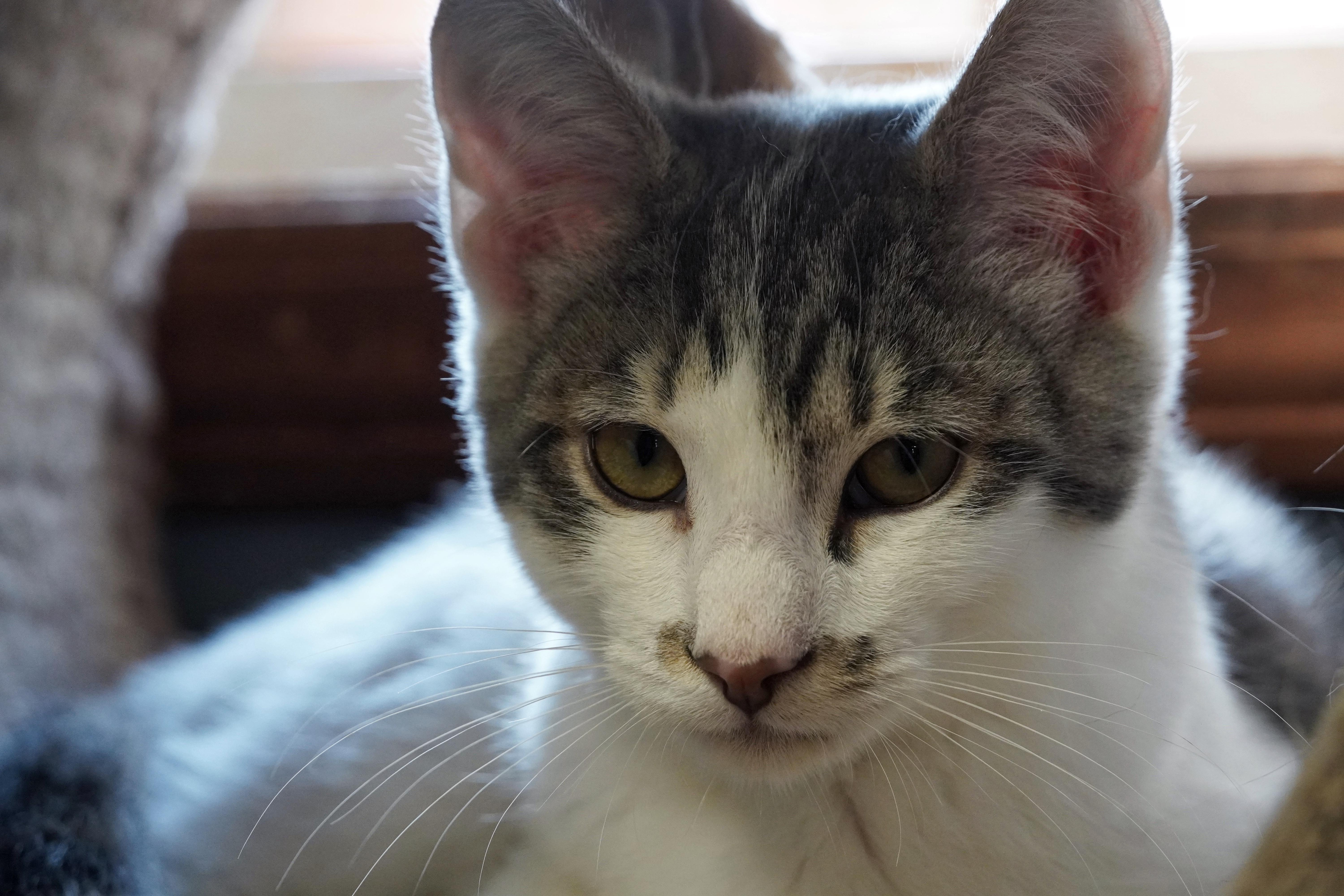 Enlarge Beep, a Adopted mixed breed in Hershey, PA image 3/6