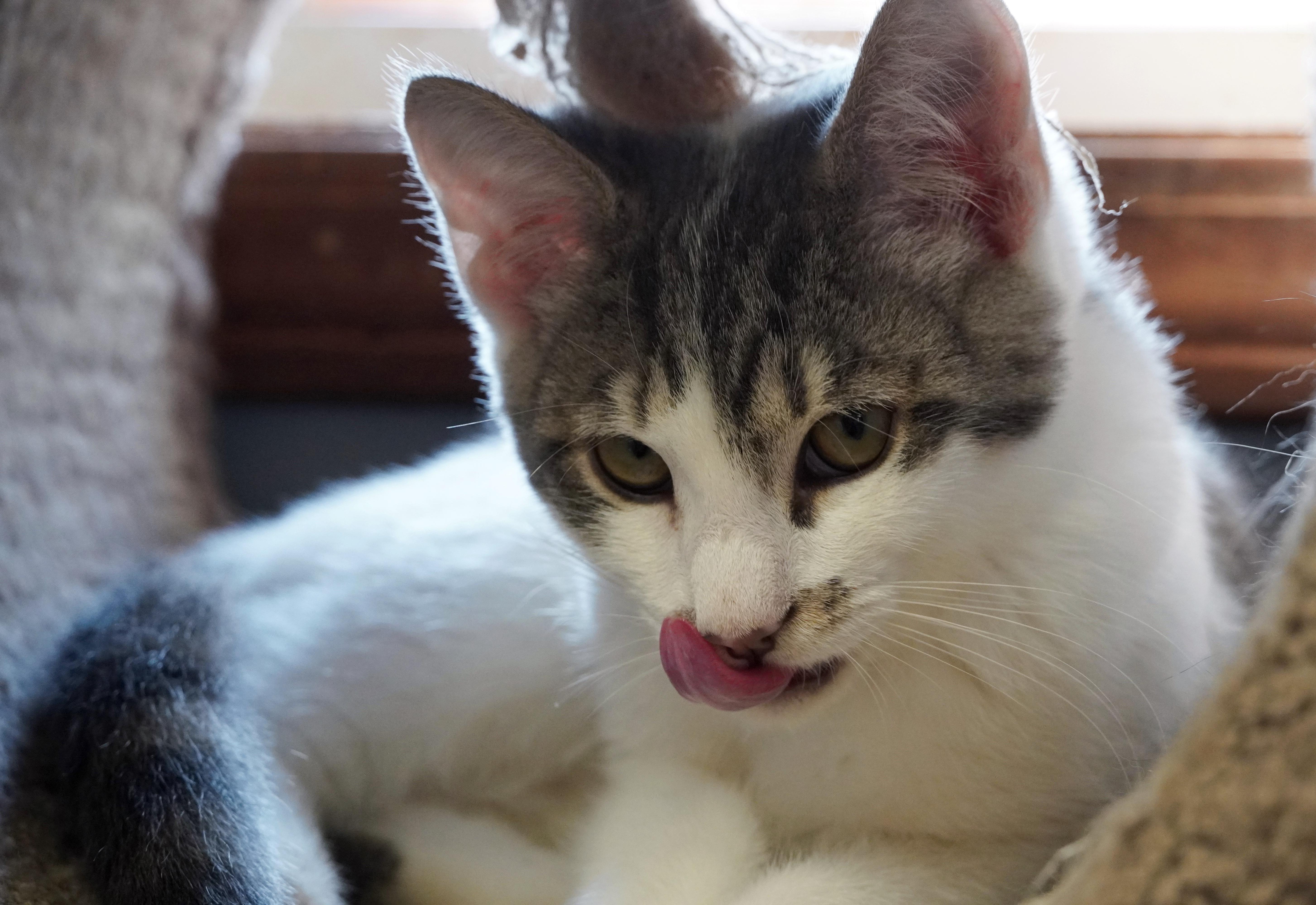 Enlarge Beep, a Adopted mixed breed in Hershey, PA image 4/6