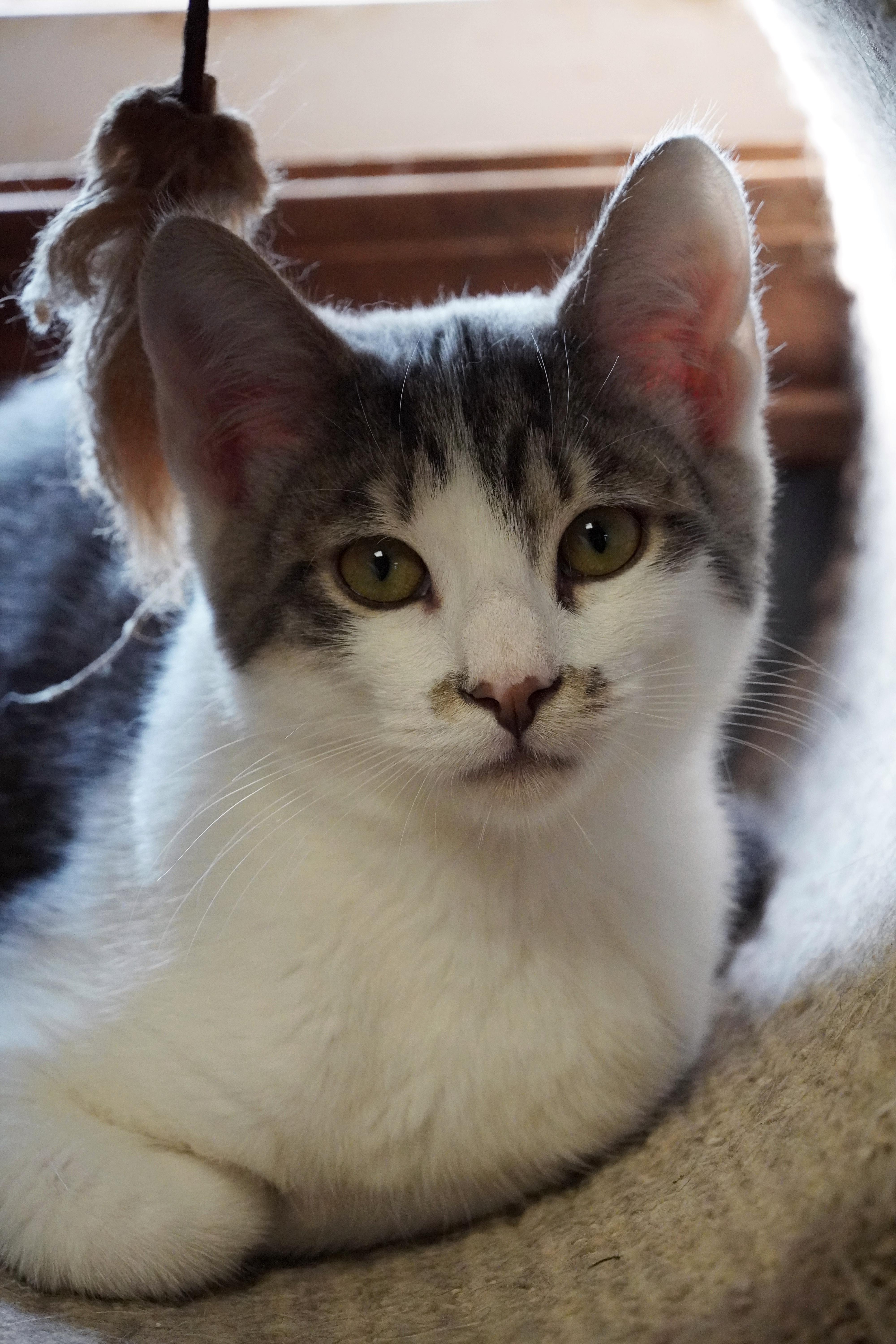 Enlarge Beep, a Adopted mixed breed in Hershey, PA image 5/6