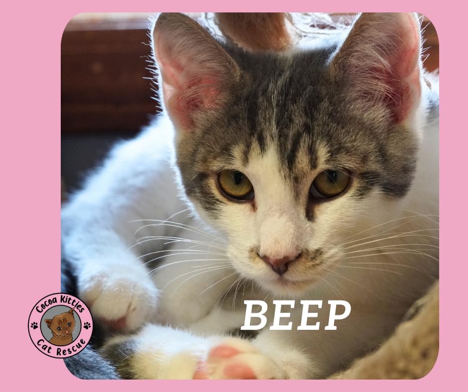 Enlarge Beep, a Adopted mixed breed in Hershey, PA image 6/6