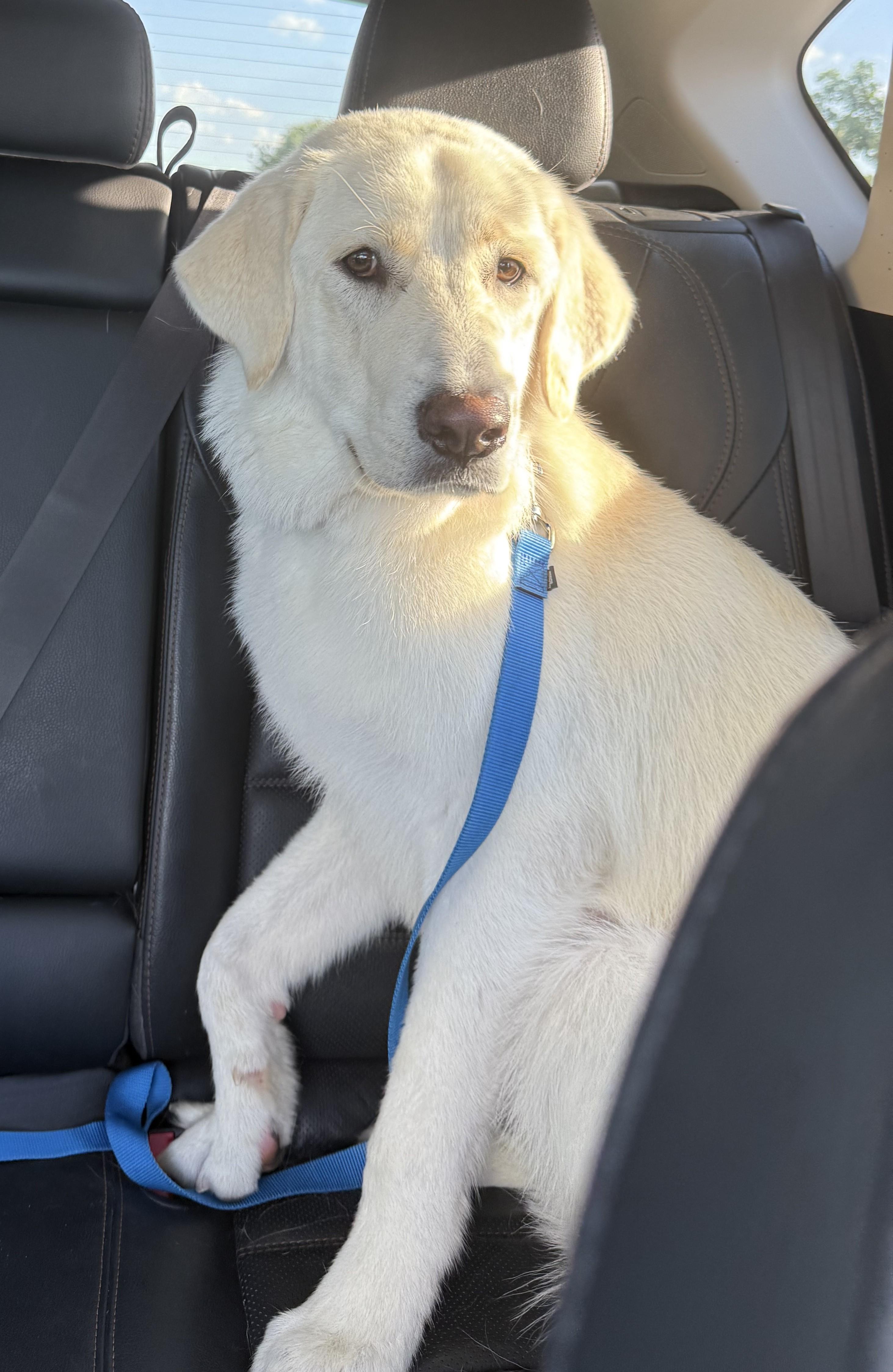 Montana, an adopted mixed breed in Denton, TX image 2/2