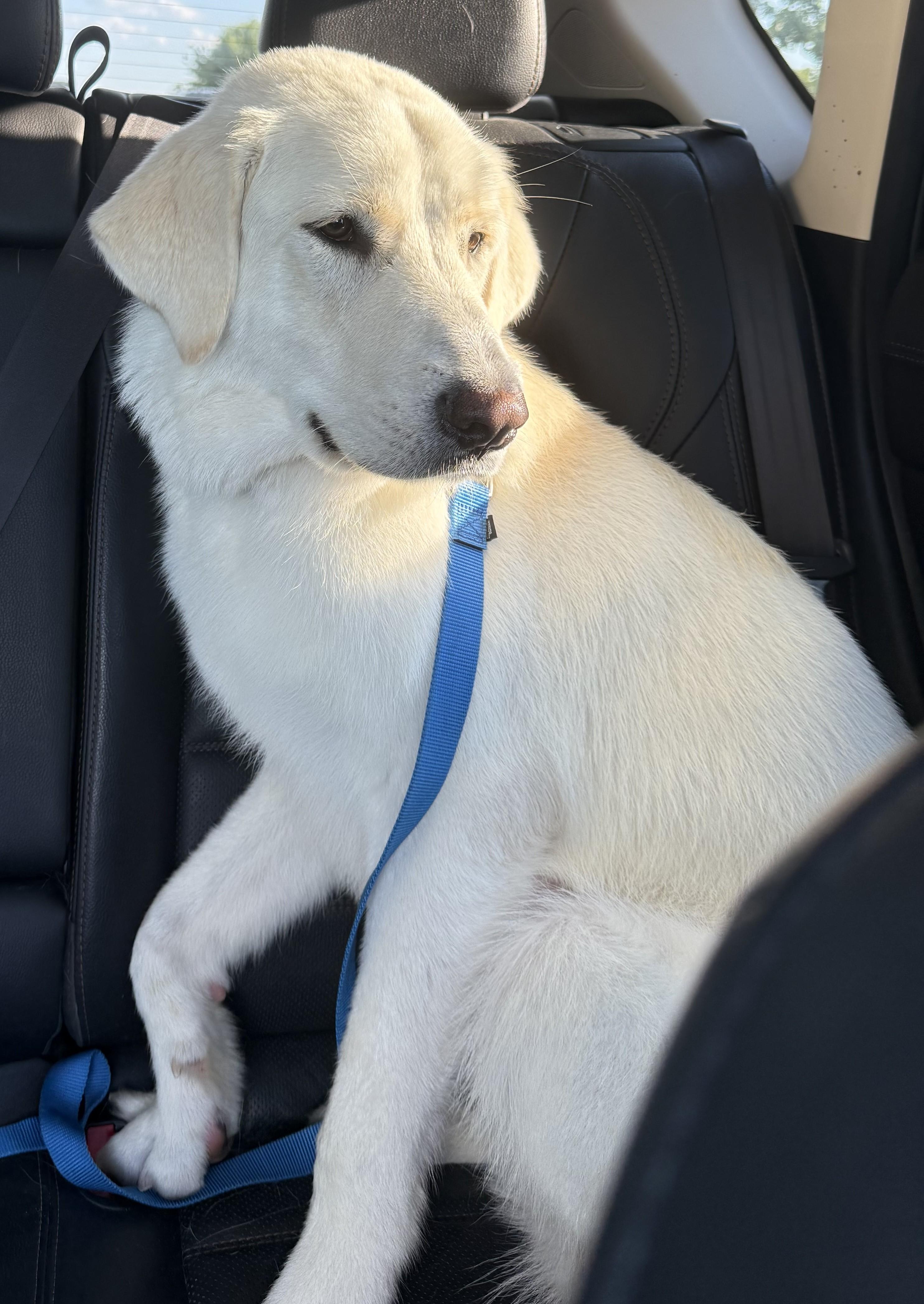 Montana, an adopted mixed breed in Denton, TX image 1/2
