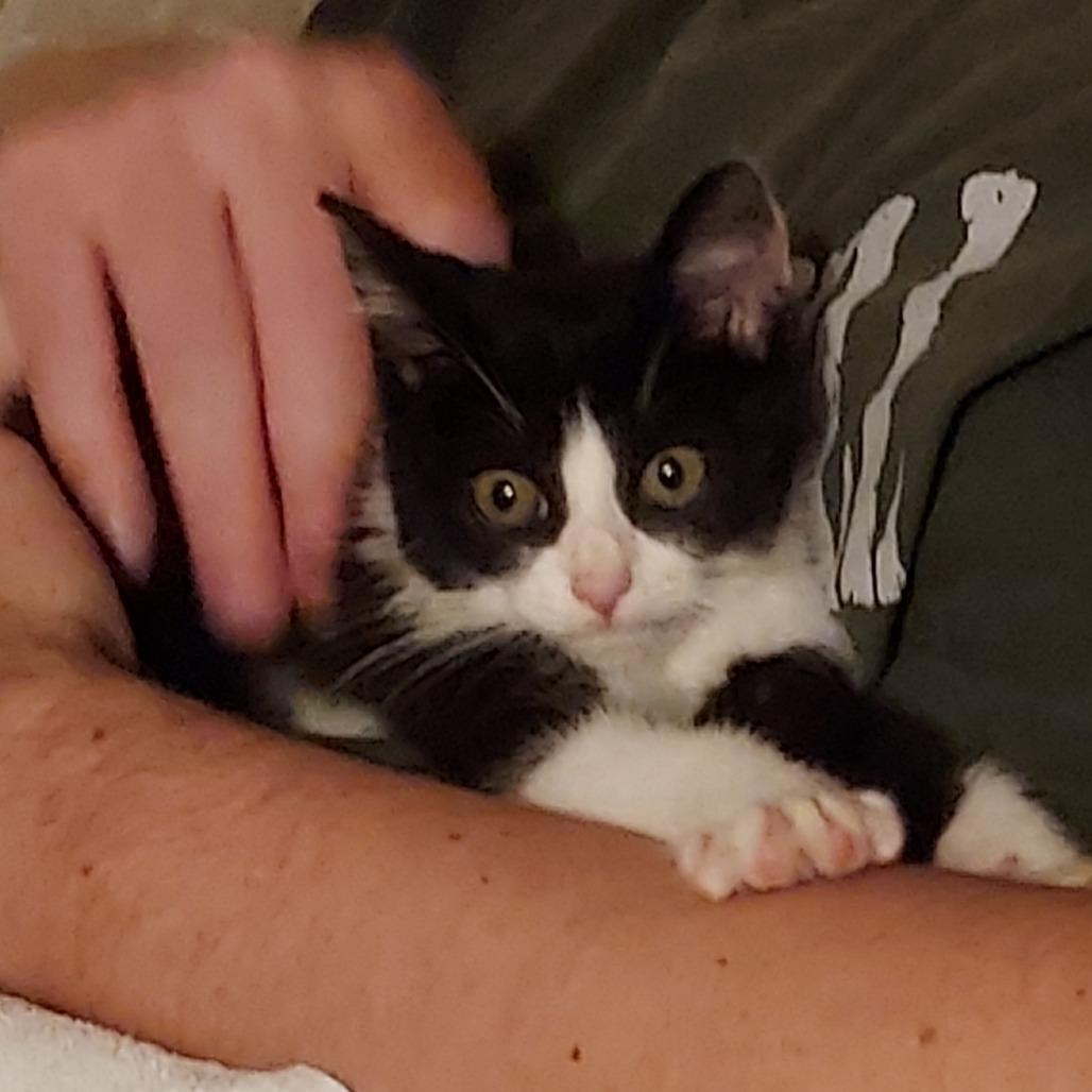 Fulton, Adoptable, Kitten Female Domestic Short Hair.