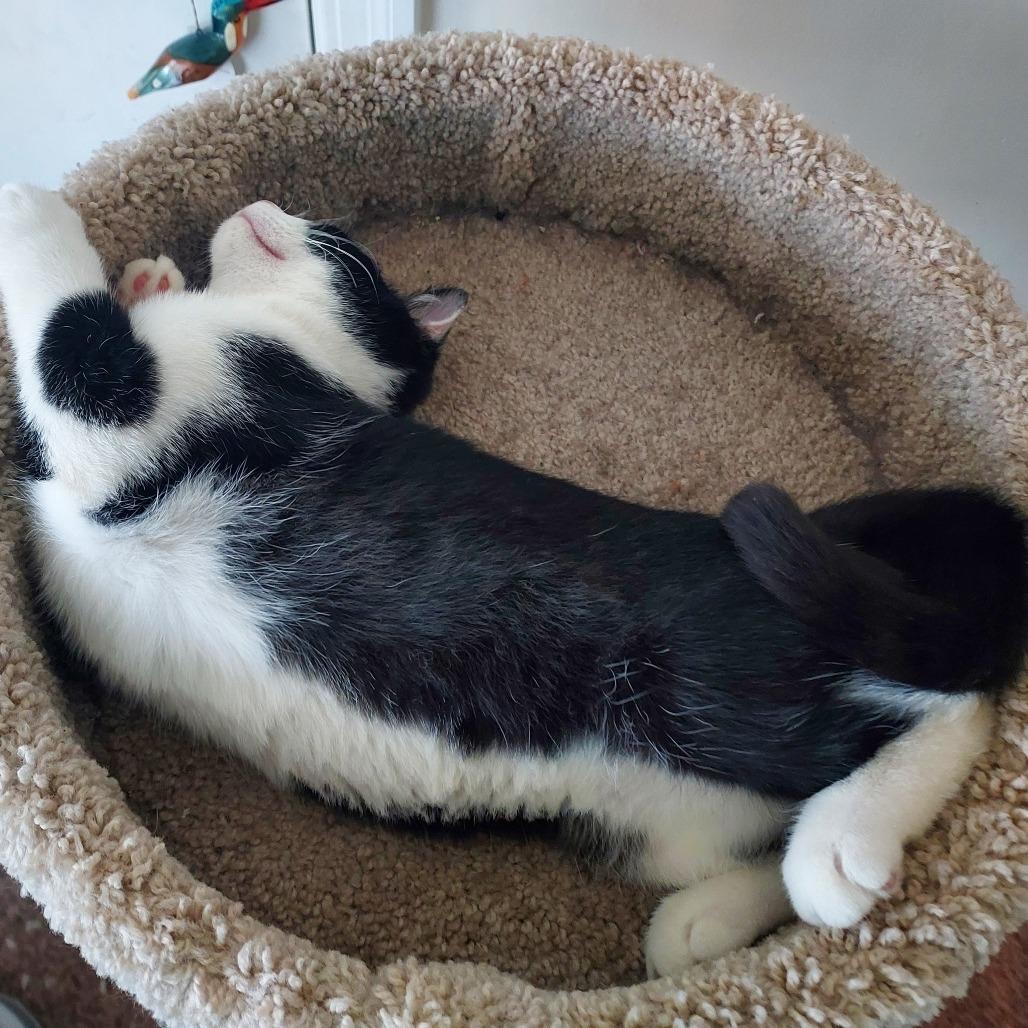 Enlarge Fulton, a Adoptable Domestic Short Hair in Ephrata, PA image 2/6