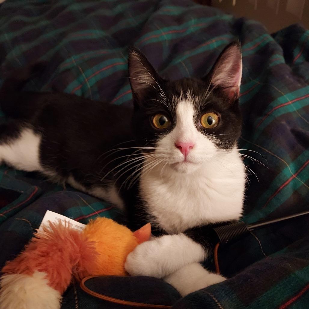 Enlarge Fulton, a Adoptable Domestic Short Hair in Ephrata, PA image 3/6