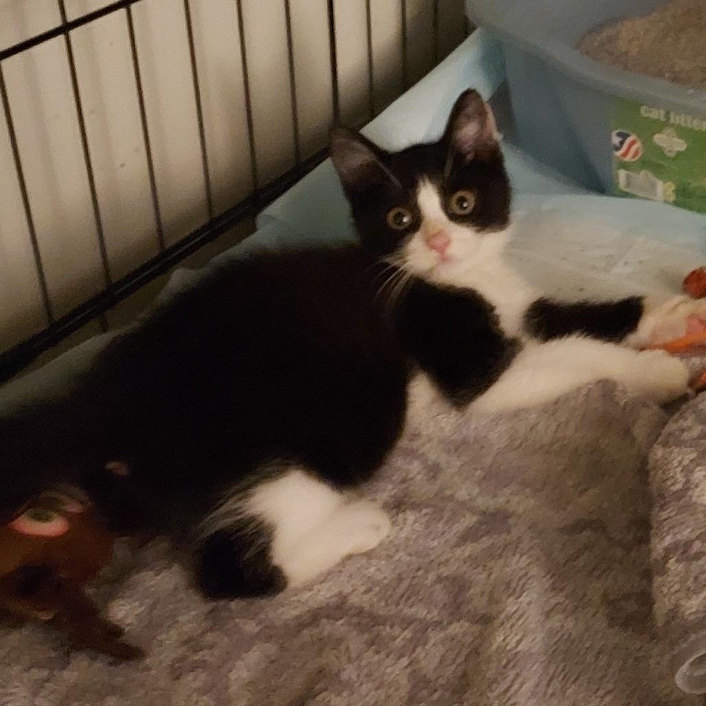 Enlarge Fulton, a Adoptable Domestic Short Hair in Ephrata, PA image 4/6