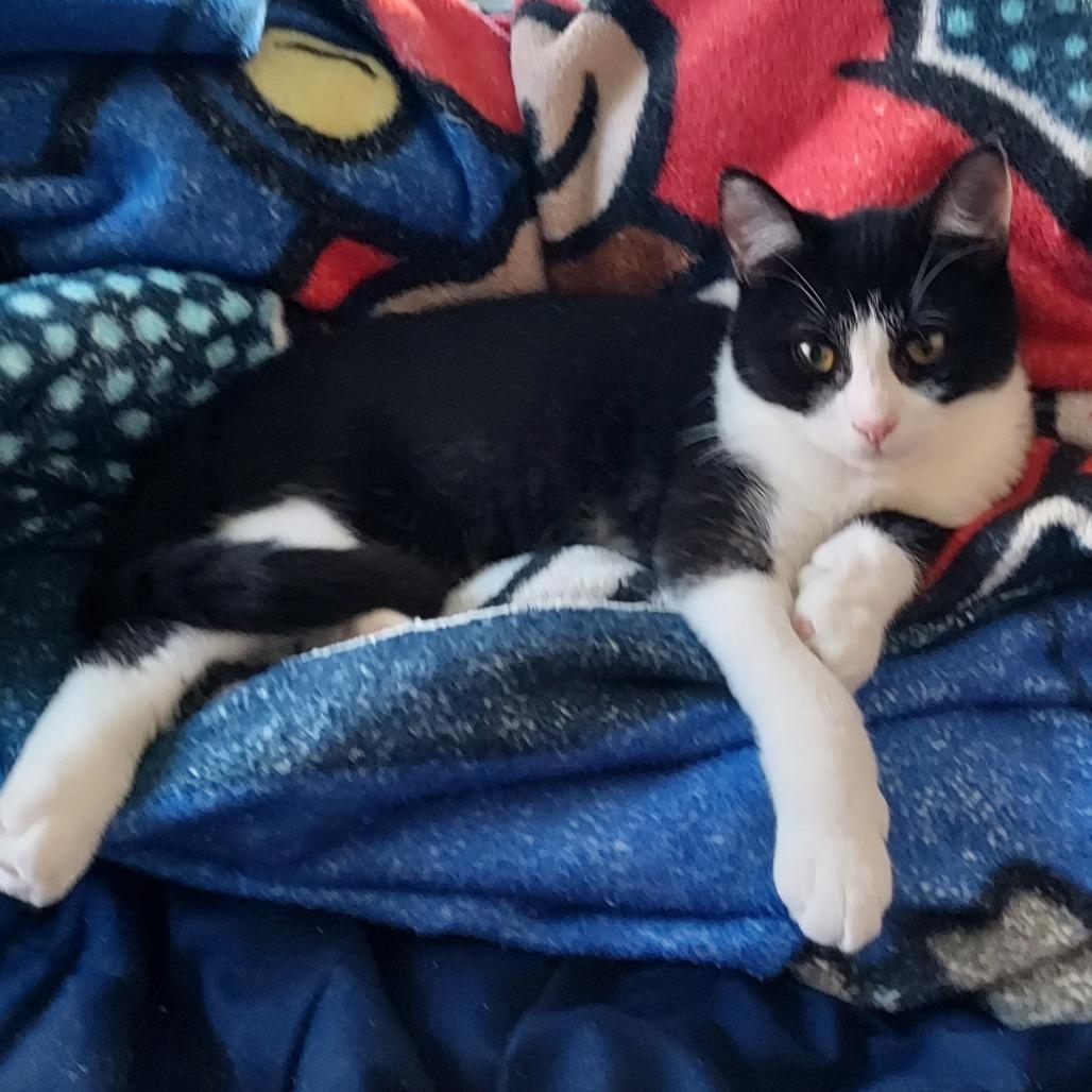 Enlarge Fulton, a Adoptable Domestic Short Hair in Ephrata, PA image 5/6