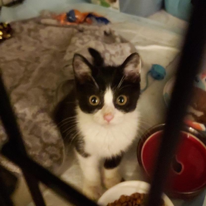 Enlarge Fulton, a Adoptable Domestic Short Hair in Ephrata, PA image 6/6