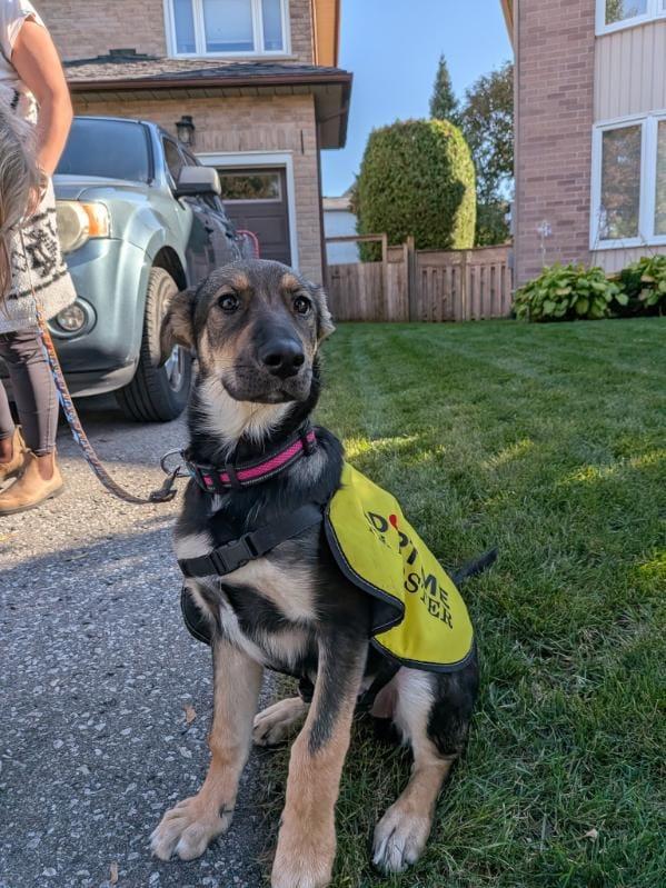 Enlarge Nova, a Adoptable mixed breed in Oshawa, ON image 2/5