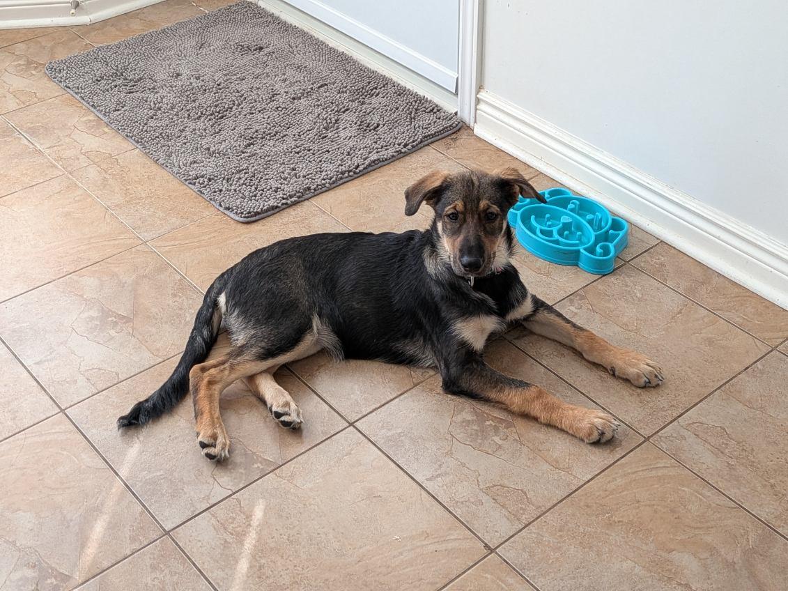 Enlarge Nova, a Adoptable mixed breed in Oshawa, ON image 4/5