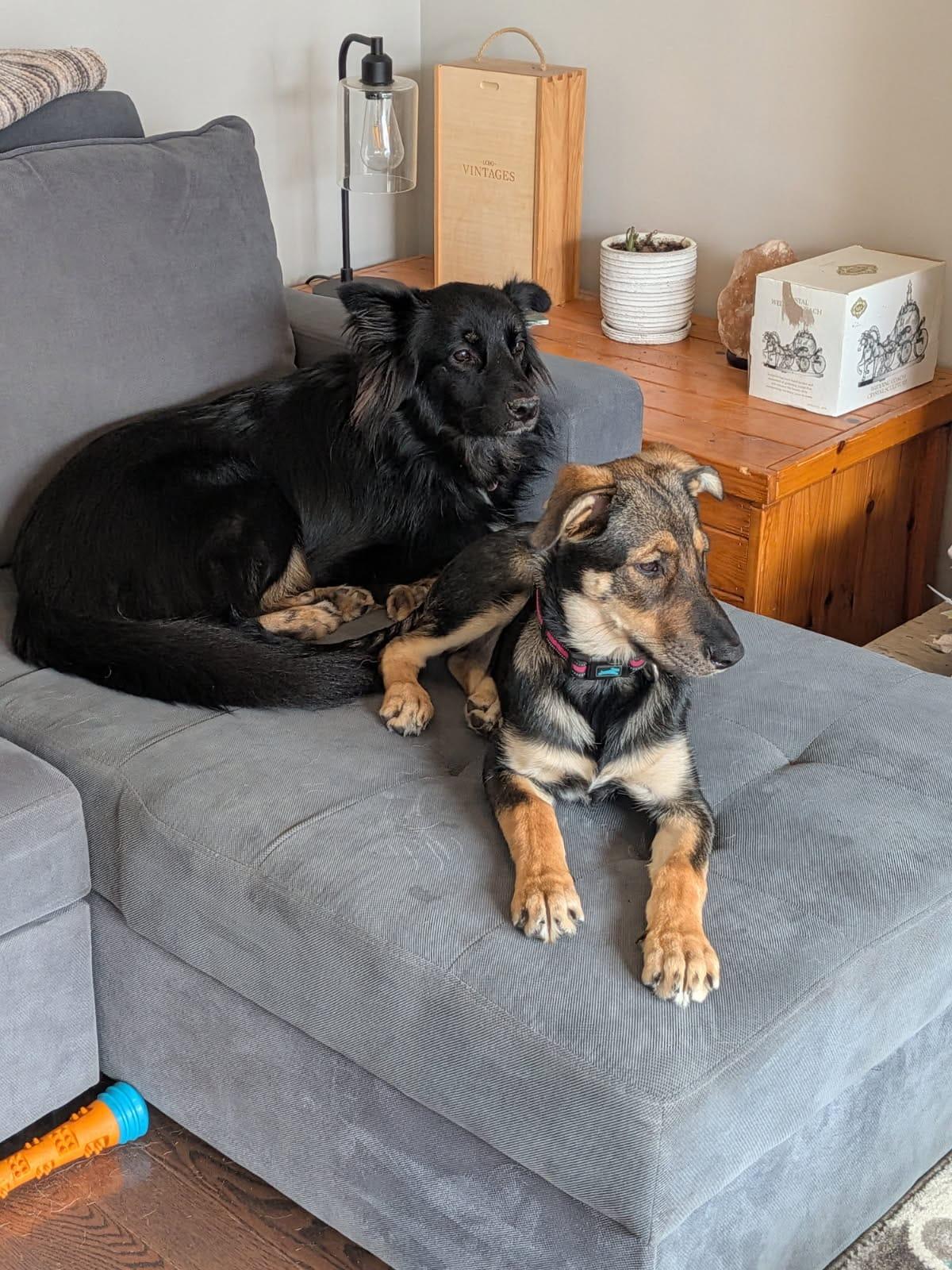 Enlarge Nova, a Adoptable mixed breed in Oshawa, ON image 5/5