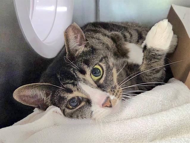 Enlarge LILY, a Adoptable Domestic Short Hair in Panama City, FL image 1/1