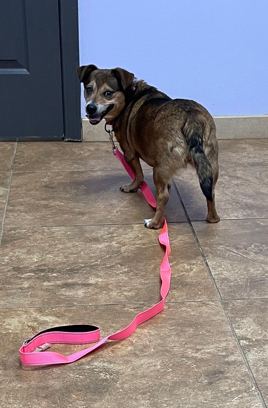 Sadie Sue, ADOPTABLE, Adult Female Dachshund & Chihuahua.