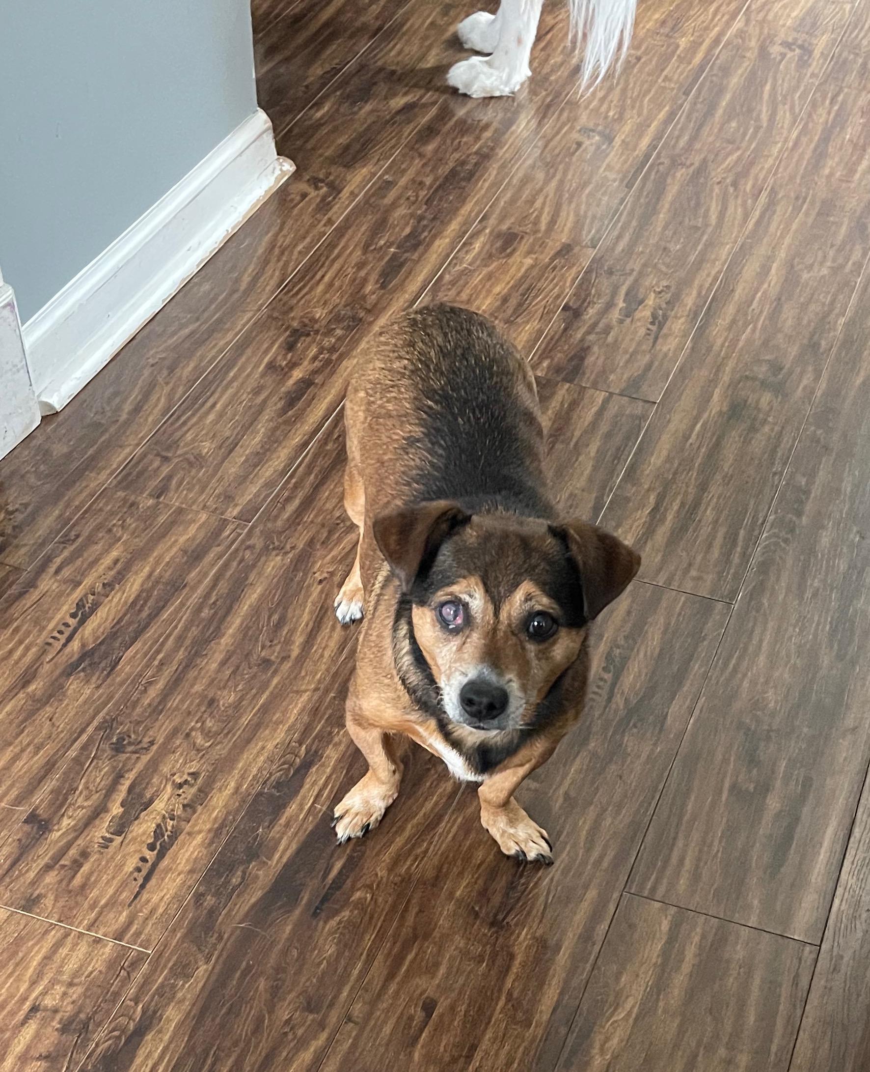 Sadie Sue, a ADOPTABLE mixed breed in East Lansing, MI image 4/4