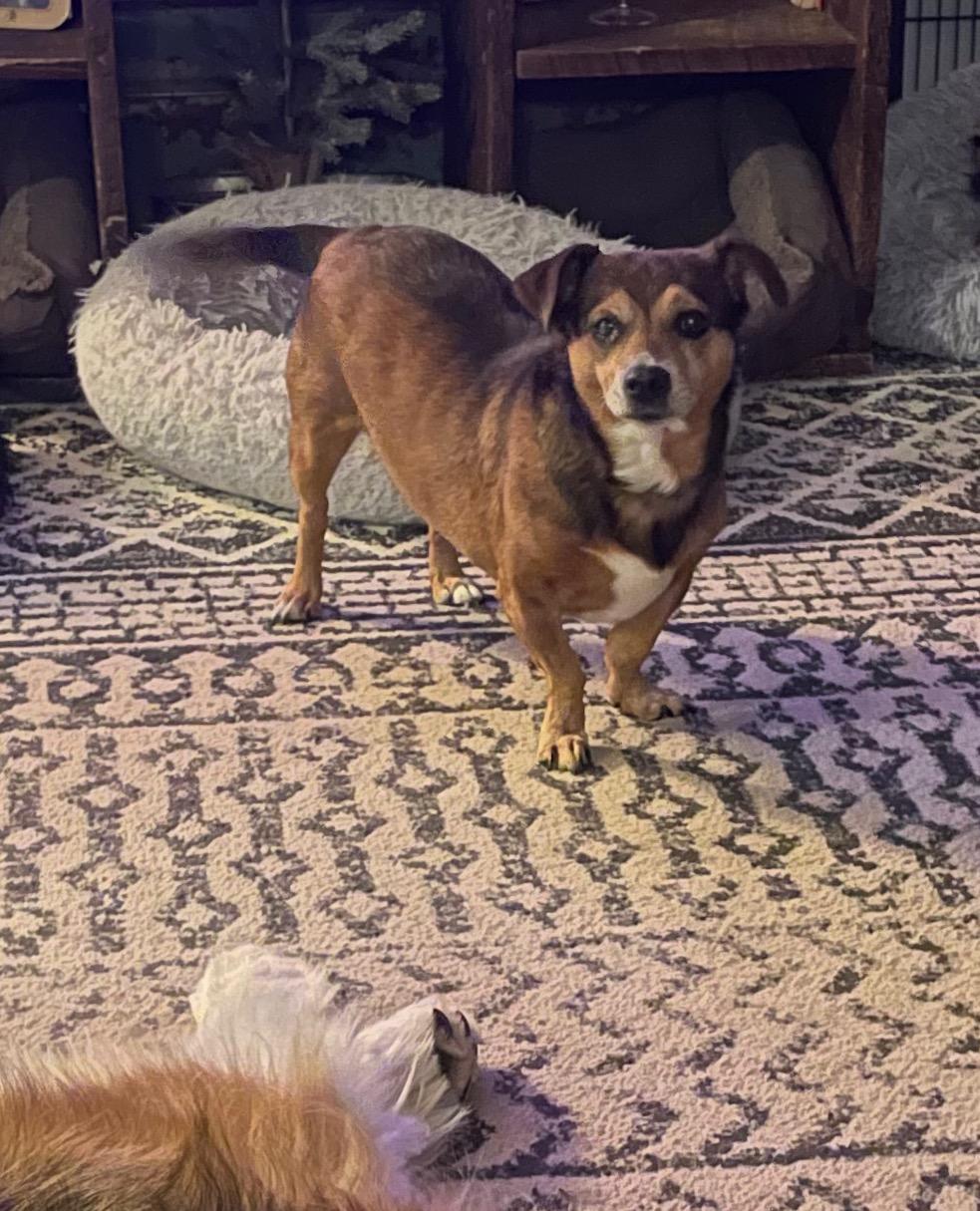 Sadie Sue, a ADOPTABLE mixed breed in East Lansing, MI image 2/4