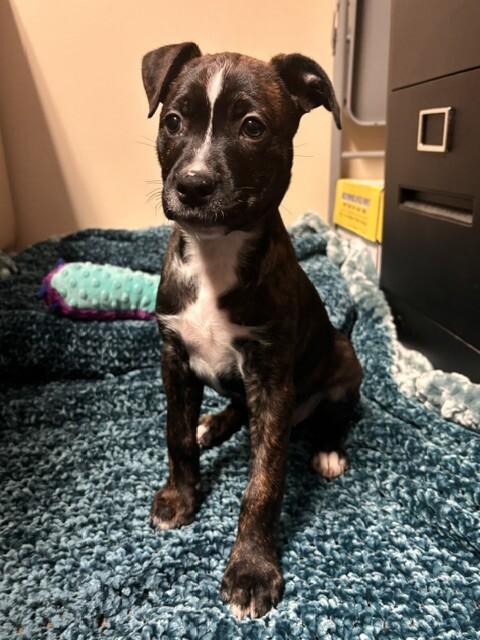 Marla, Adoptable, Puppy Female Terrier & Mixed Breed.