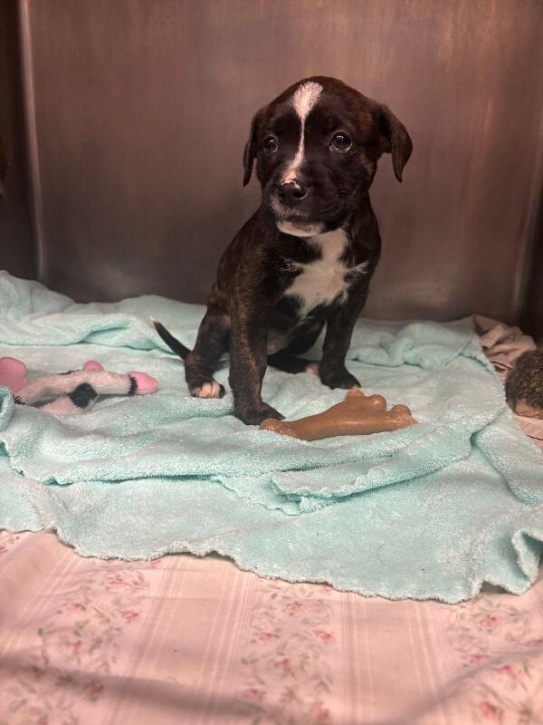 Enlarge Marla, a Adoptable mixed breed in Cortland, NY image 2/4