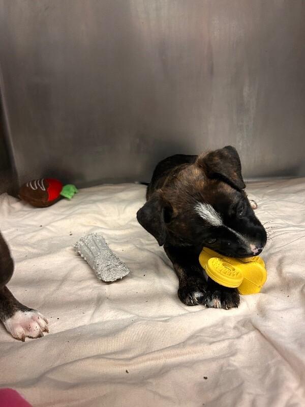 Enlarge Marla, a Adoptable mixed breed in Cortland, NY image 3/4