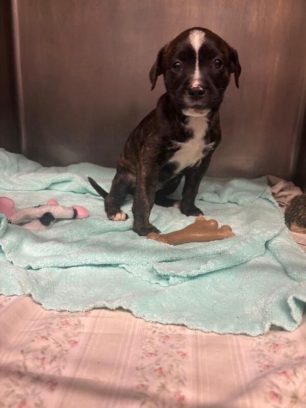 Enlarge Marla, a Adoptable mixed breed in Cortland, NY image 4/4