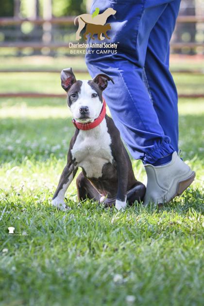 Enlarge 06490b Rickey, a Adoptable mixed breed in North Charleston, SC image 1/3
