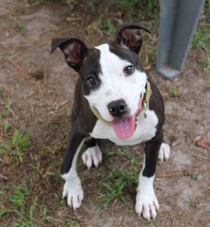 Enlarge 06490b Rickey, a Adoptable mixed breed in North Charleston, SC image 2/3