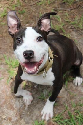 Enlarge 06490b Rickey, a Adoptable mixed breed in North Charleston, SC image 3/3