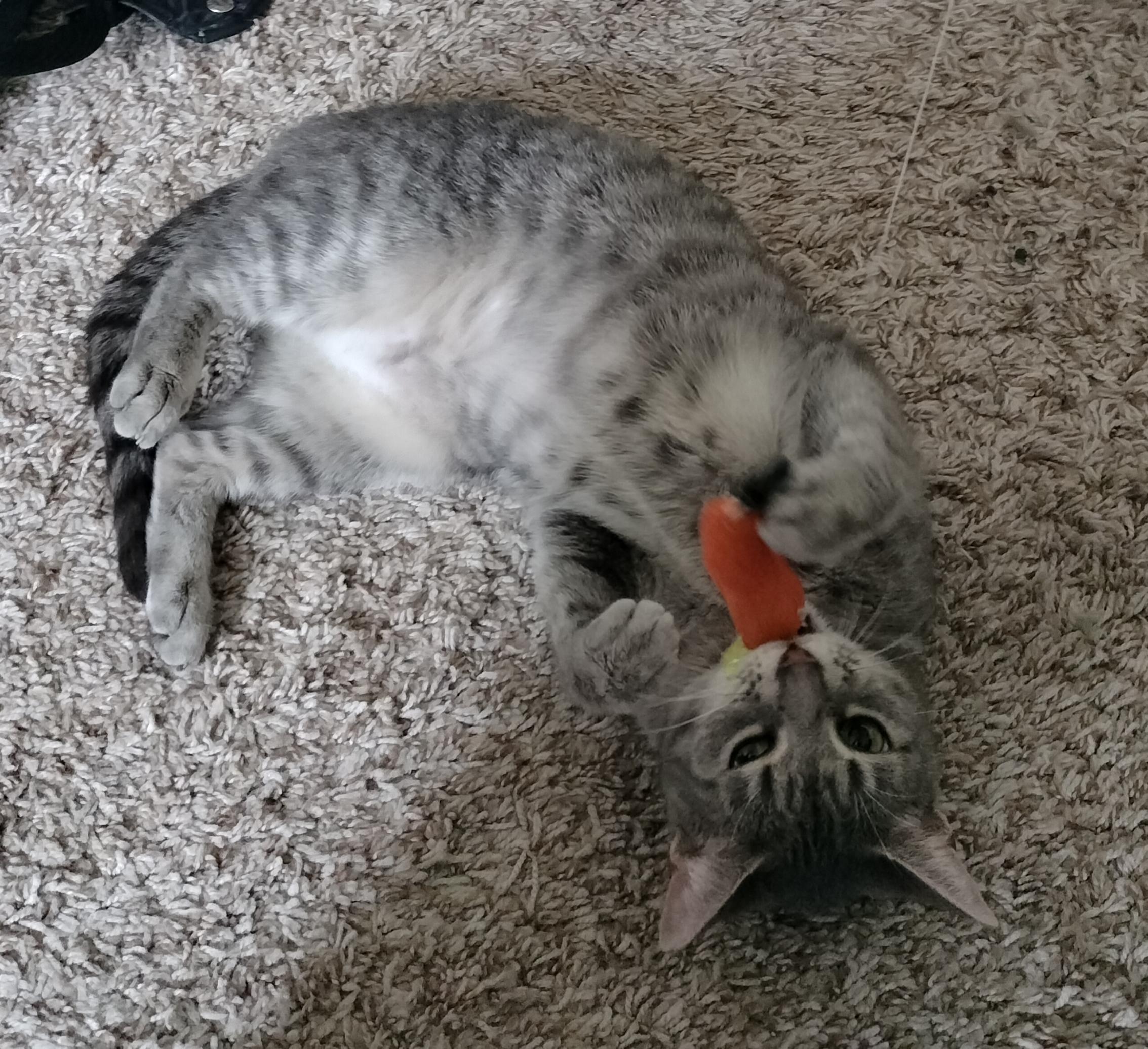 Enlarge Luna, a Adoptable American Shorthair in PEARLAND, TX image 3/4