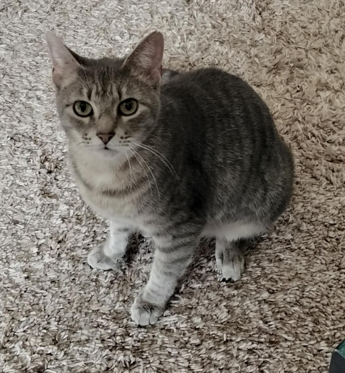 Luna, Adoptable, Adult Female American Shorthair.