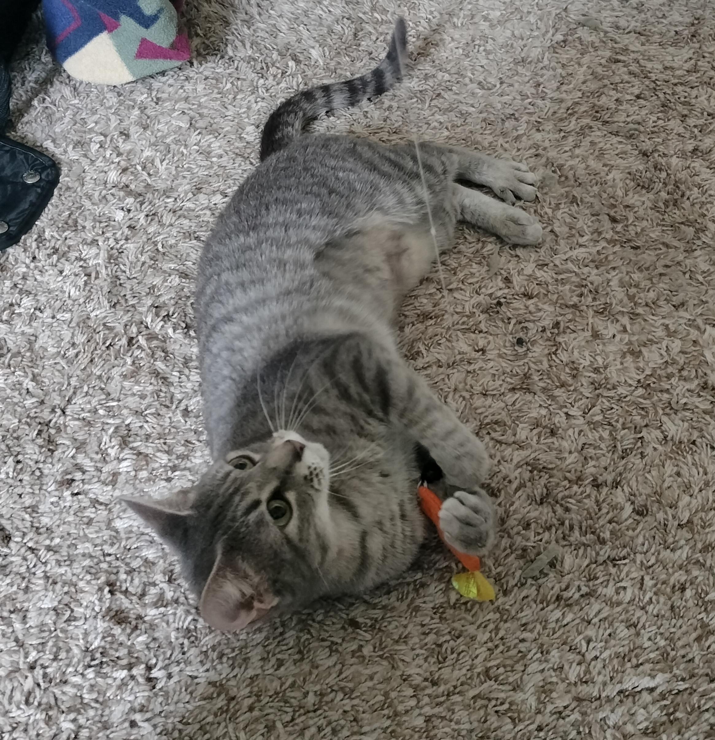 Enlarge Luna, a Adoptable American Shorthair in PEARLAND, TX image 2/4