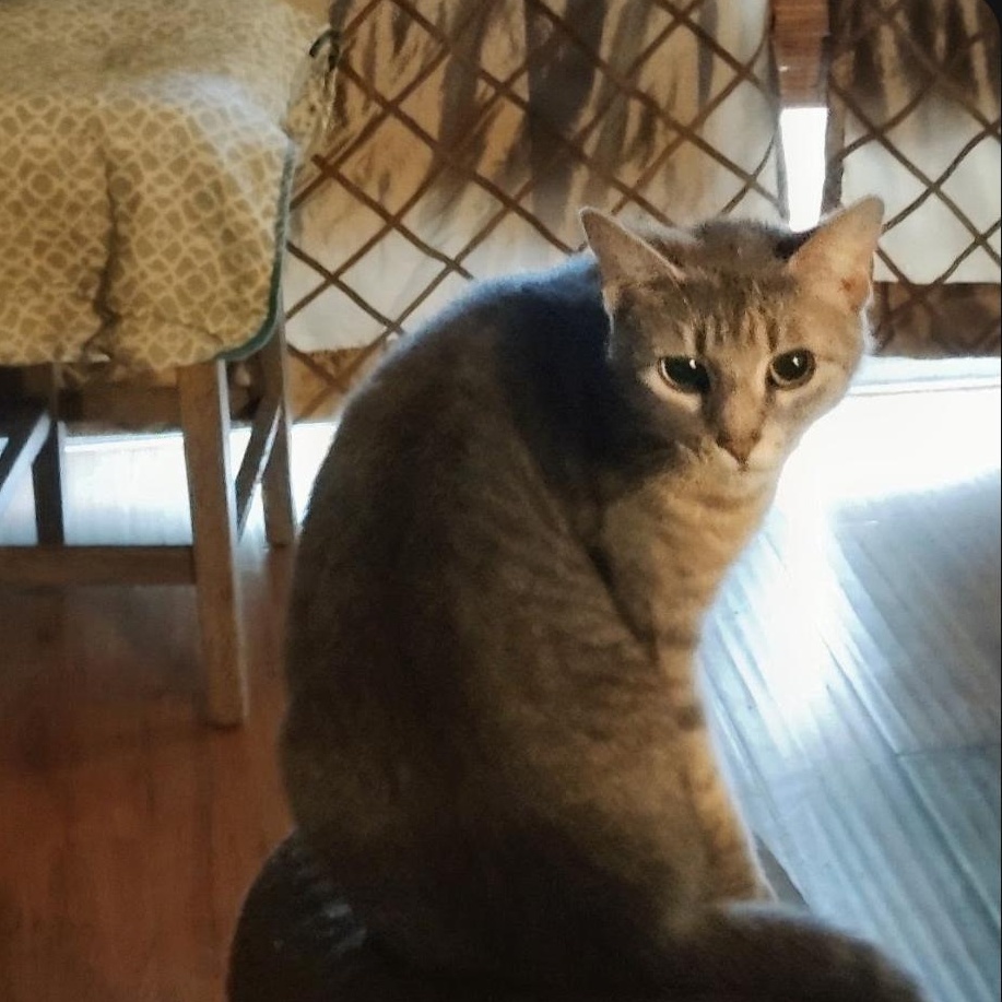 Enlarge Luna, a Adoptable American Shorthair in PEARLAND, TX image 4/4
