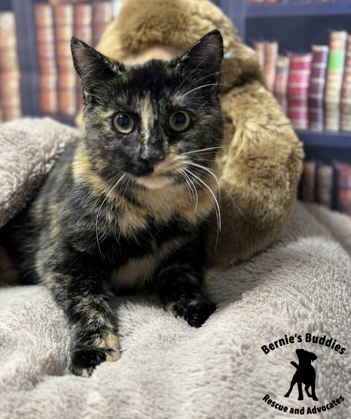 Katyogel, Adopted, Young Female Domestic Short Hair.