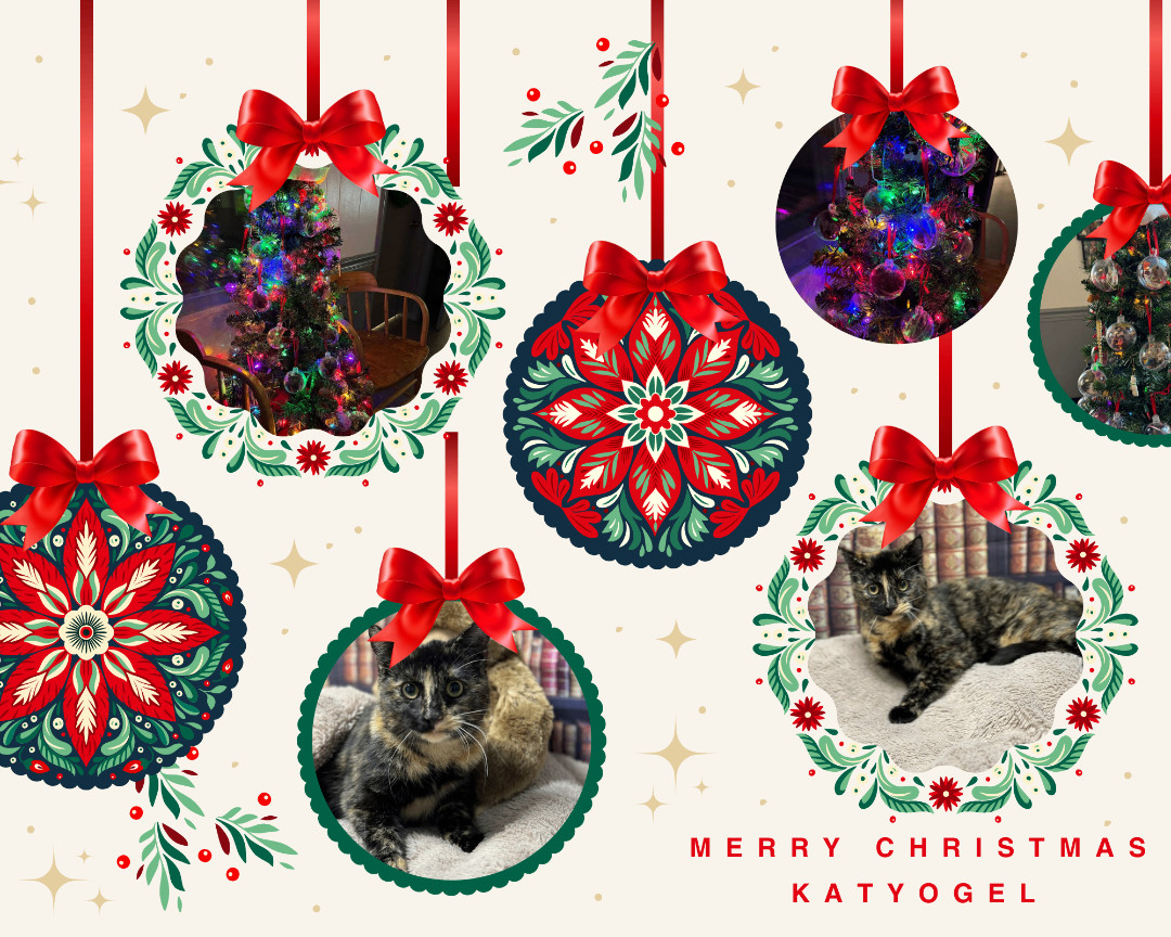 Katyogel, a Adopted Domestic Short Hair in Huntington, WV image 2/5