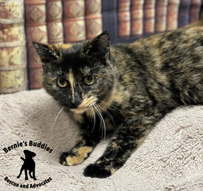 Katyogel, a Adopted Domestic Short Hair in Huntington, WV image 3/5