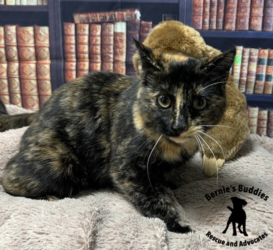 Katyogel, a Adopted Domestic Short Hair in Huntington, WV image 4/5