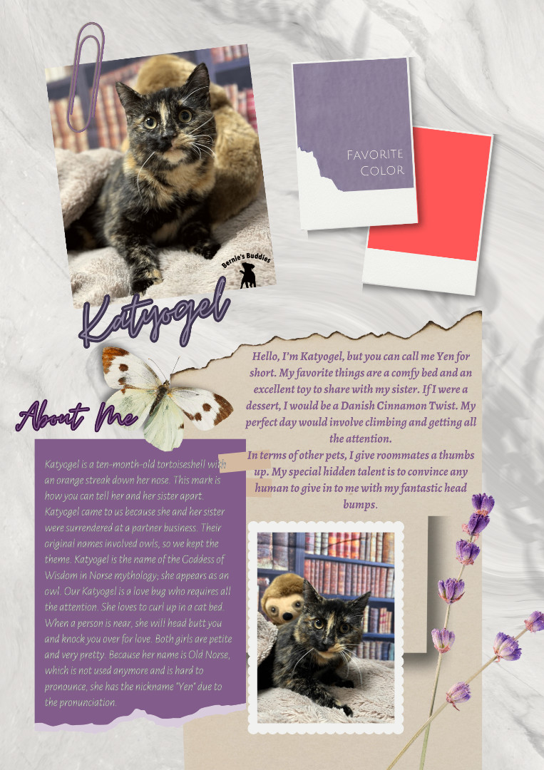 Katyogel, a Adopted Domestic Short Hair in Huntington, WV image 5/5