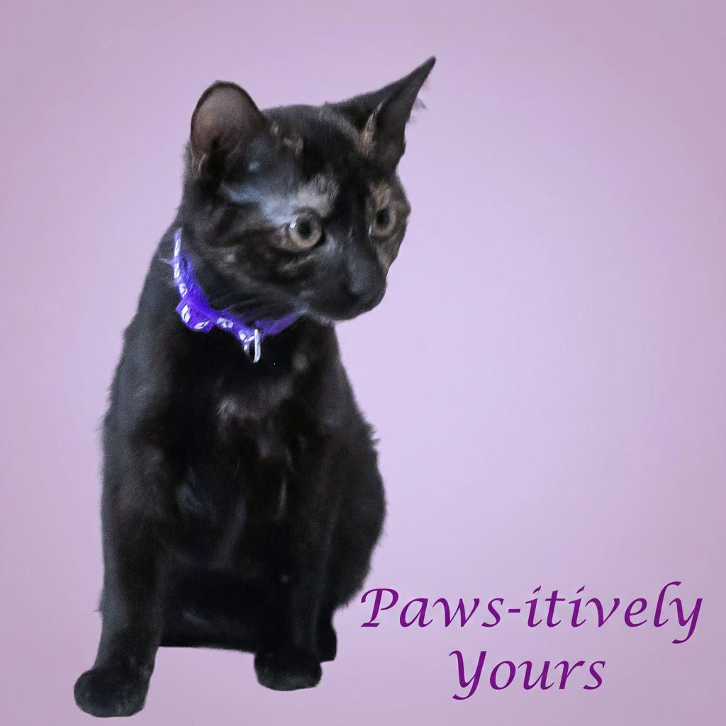 Paws-itively Yours C26-029, Adoptable, Kitten Female Domestic Short Hair.