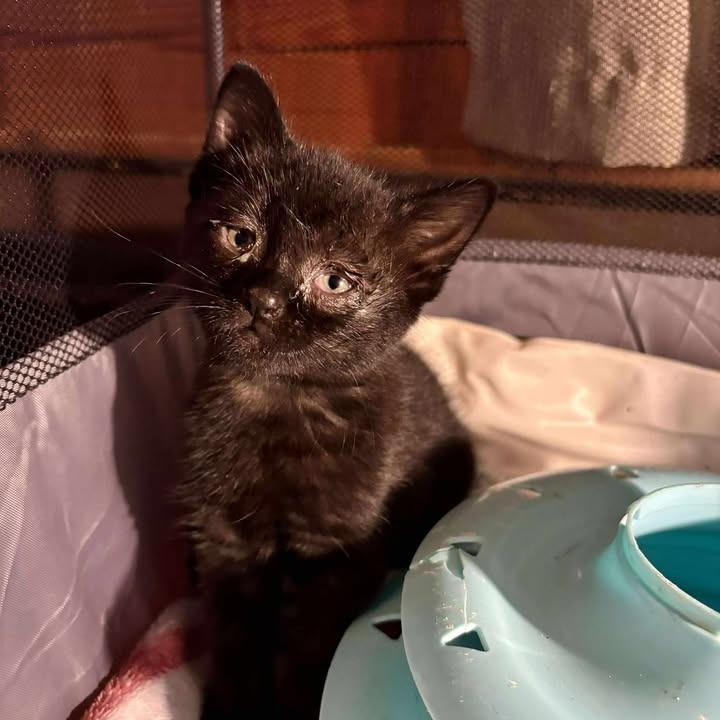 Gracey 2192, Adoptable, Kitten Female Domestic Short Hair.