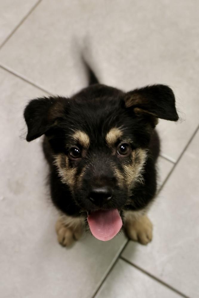 Torrent, Adoptable, Puppy Male Terrier.