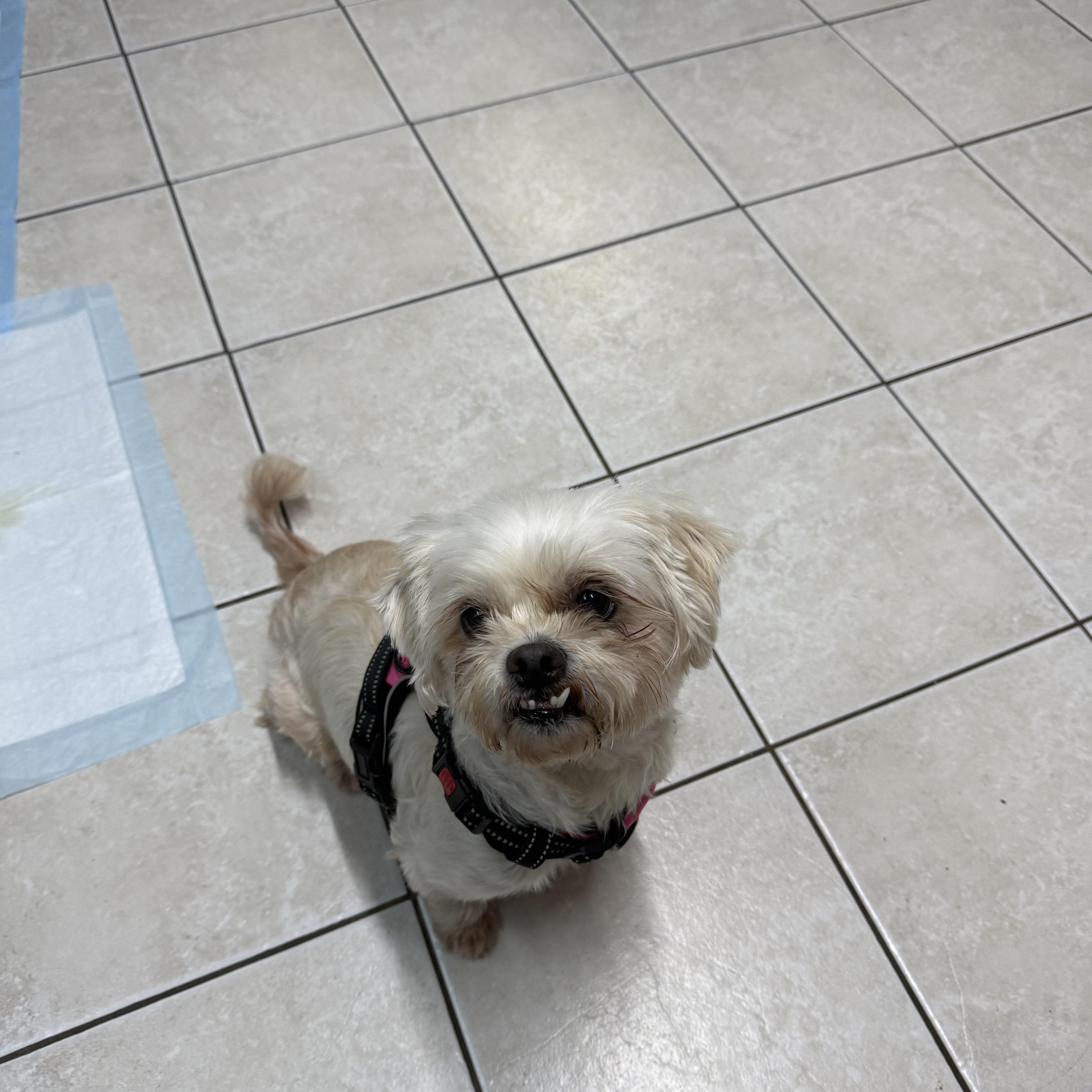 Elsbeth, adopted, Adult Female Shih Tzu.